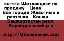 котята Шотландики на продажу › Цена ­ 5 000 - Все города Животные и растения » Кошки   . Башкортостан респ.,Караидельский р-н